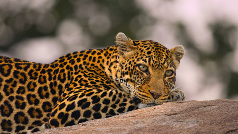 Afrika nagy fajai: A Serengeti fenséges oroszlánjai, villámgyors gepárdjai és csalóka leopárdjai…