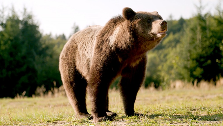 Medve és ember – lehetséges a békés egymás mellett élés?