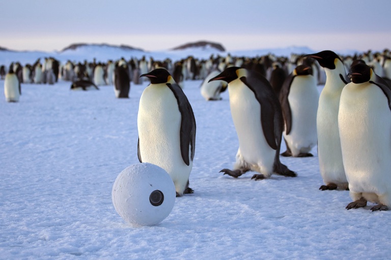 Túlélni a telet: a természet legbátrabb hősei